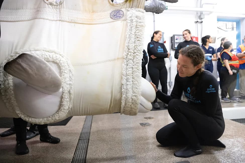 Four More Belugas Arrive At Shedd Aquarium As International Rescue From Marineland Continues
