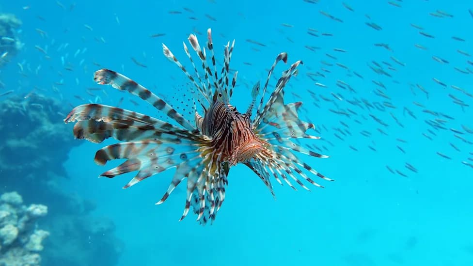 From Trap to Table: Cyprus Turns Invasive Lionfish Into Seafood as Mediterranean Changes Rapidly
