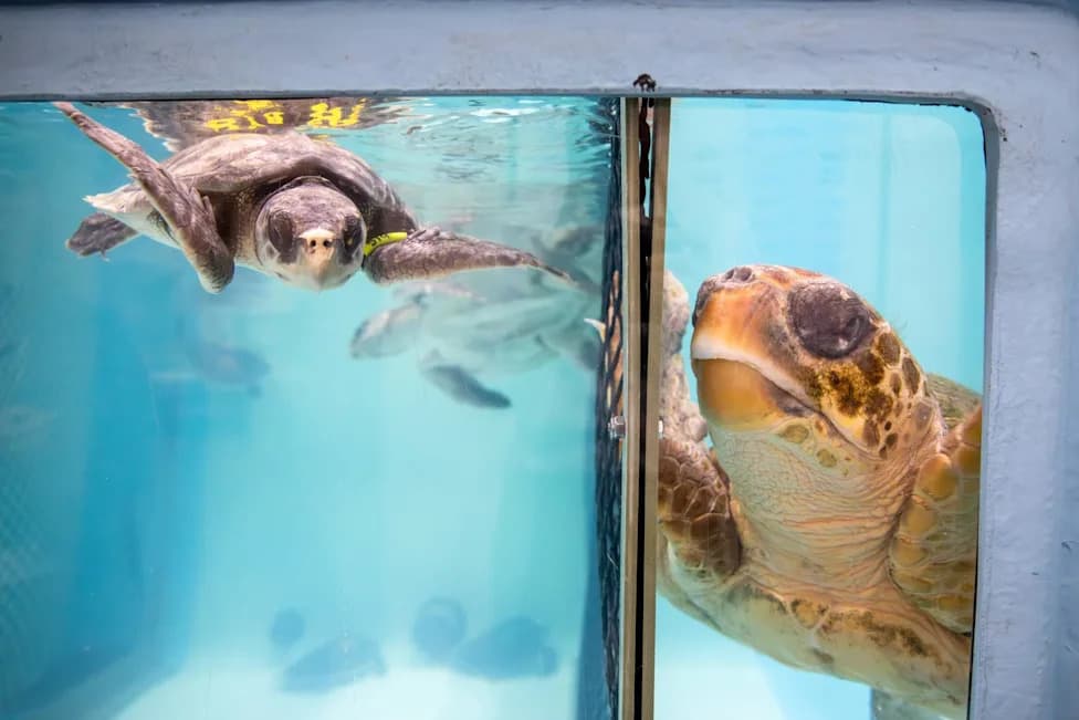 How Cape Cod’s ‘Amazing Network’ Rescues Hundreds of Cold‑Stunned Sea Turtles Each Year