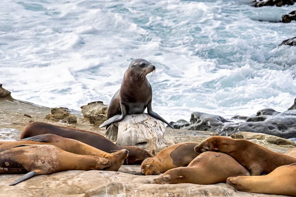 18-Year-Old Pleads Guilty After Viral Video Shows Him Kicking Sea Lion In La Jolla