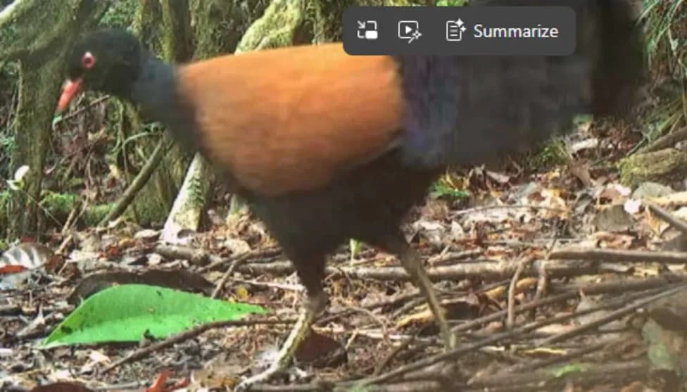 After 140 Years, the Elusive Black‑Naped Pheasant‑Pigeon Is Filmed on Fergusson Island