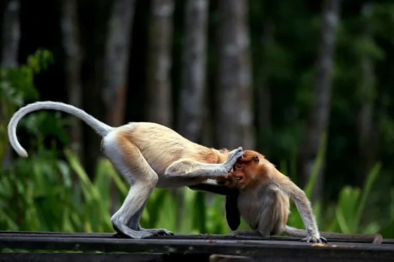 Conservationists Warn: AI-Generated Wildlife Images Threaten Animals and People
