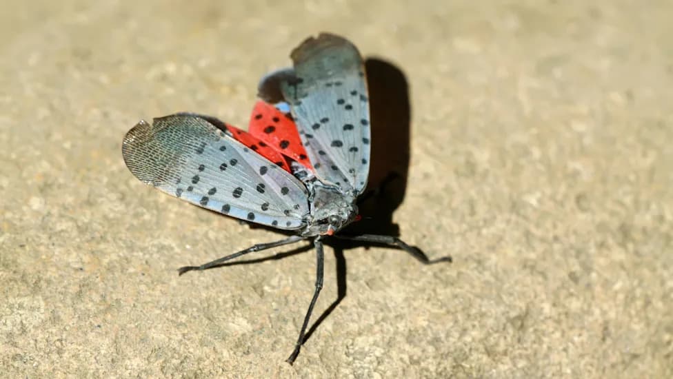 Warmer North Carolina Summers Could Accelerate Spread of Spotted Lanternflies and Other Invasive Insects