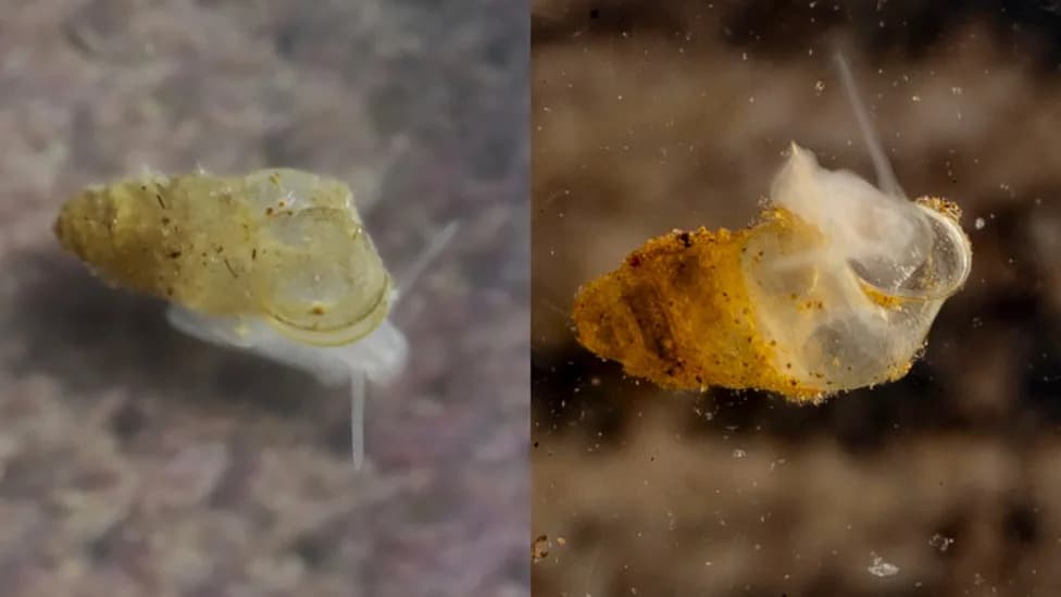 Newly Discovered Eyeless Snail, Erhaia dijiang, Is China’s First Freshwater Cave Troglobiont — Only Three Adults Found