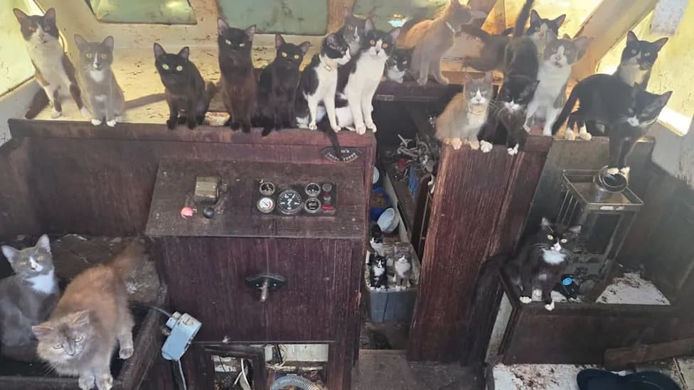 Tacoma Rescue: 60 Cats Pulled From Abandoned Sailboat as Cruelty Probe Continues