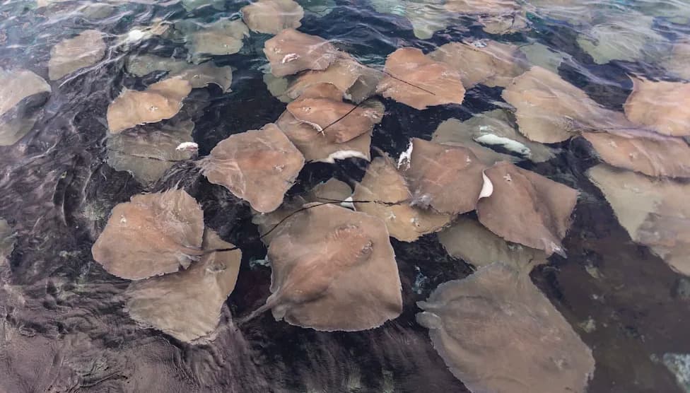 Warm Waters Drive Record Rise in Stingray Stings Along Southern California Beaches