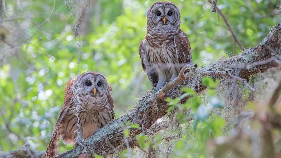 GPS Study: Invasive Barred Owls Crowd California Old‑Growth Forests, Threatening Northern Spotted Owls
