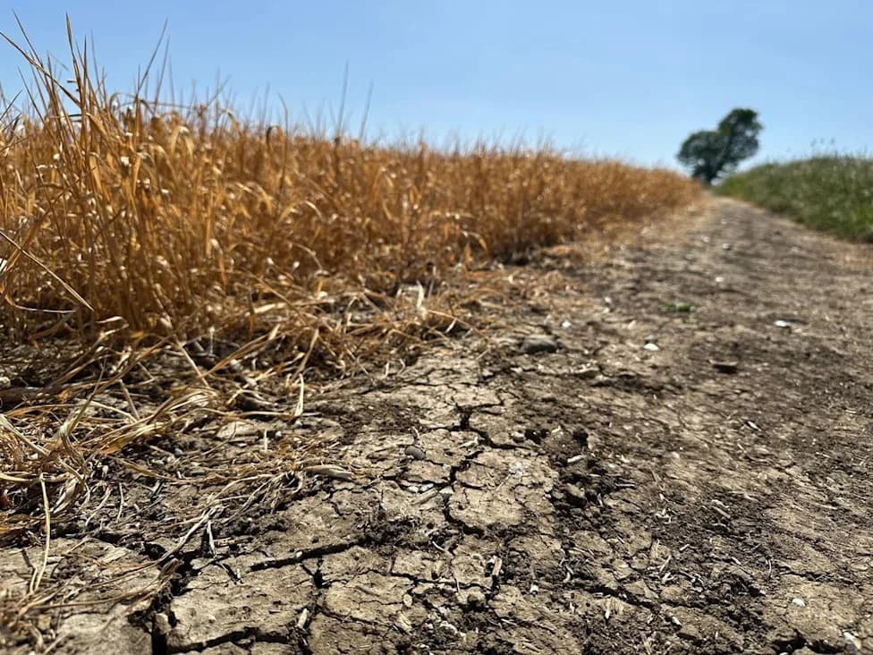 NFU Welcomes UK Drought Aid but Warns Crops Are 'Failing' Amid Cashflow Crisis