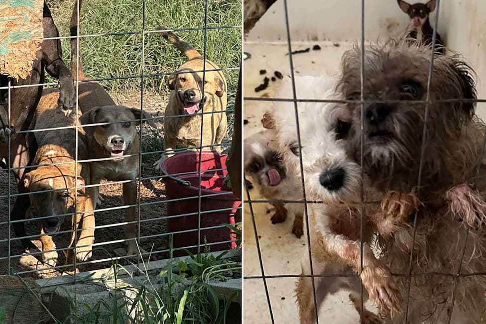 47 Animals Rescued From Tennessee 'Sanctuary' Under Investigation For Alleged Abuse And Donor Fraud
