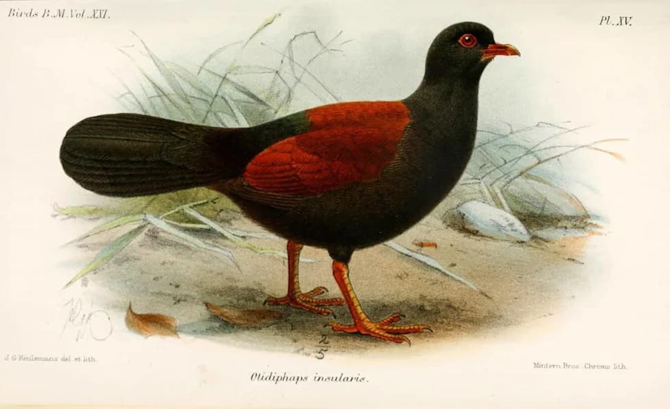After 140 Years, the 'Auwo' — Black-Naped Pheasant-Pigeon — Is Caught on Camera (2022)