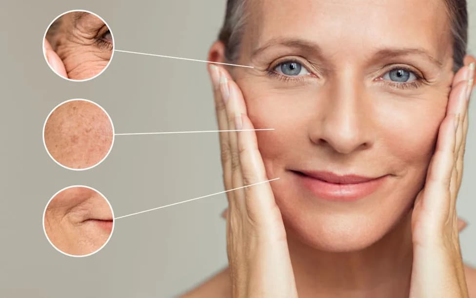 Hidden Mitochondrial Switch Found: Phosphatidylcholine Decline Drives Cellular Aging