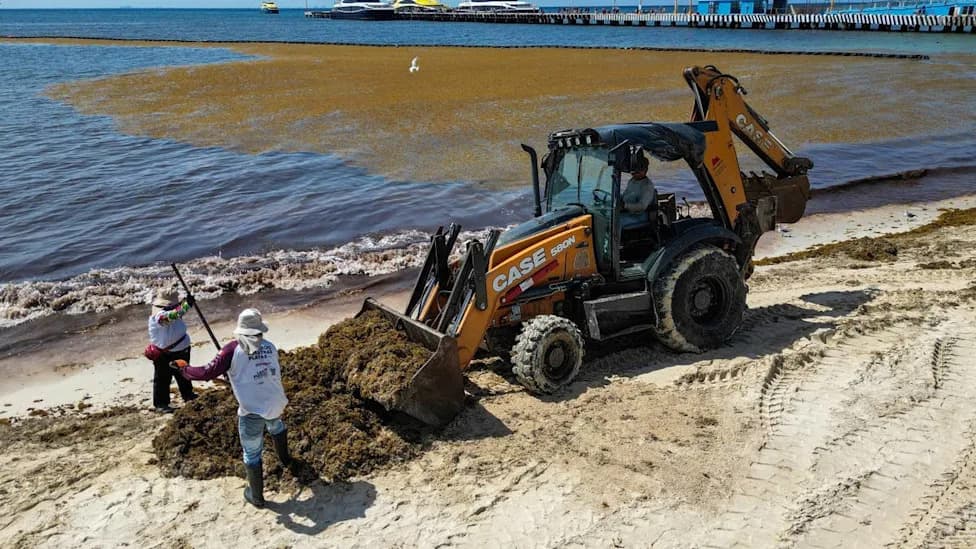 Great Atlantic Sargassum Belt Nears New Record — Beaches, Health and Surfing at Risk