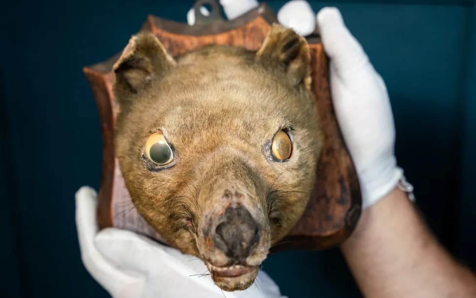 £50 'Googly‑Eyed Fox' Revealed As Rare Tasmanian Tiger Head — Sells For ~£60K