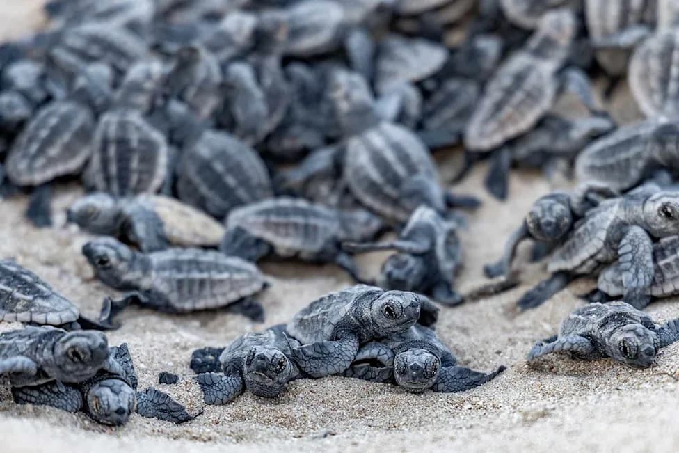 55 Newborn Loggerhead Turtles Found Dead on Florida Road; Experts Blame Nearby Lights
