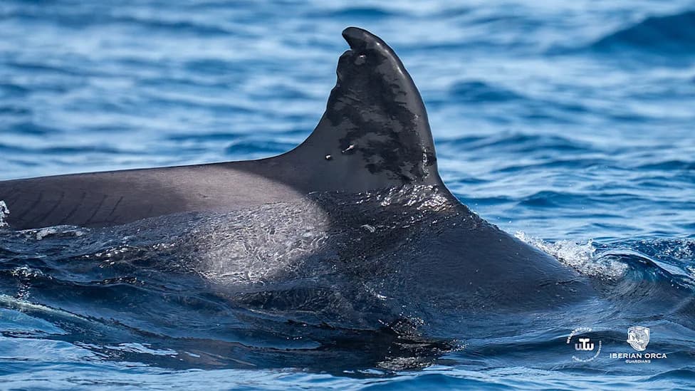 Spanish Authorities Probe After 60-Year-Old Orca 'Toñi' Spotted With Suspected Shotgun Pellet Wounds
