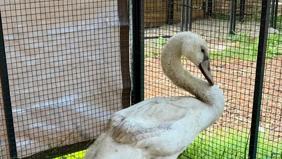 Indiana Rescue Group Defends Treating Mute Swan Cygnet Allegedly Thrown From a Car