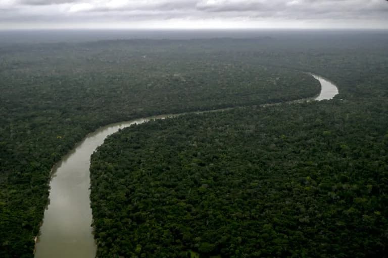 A Handful of Species Rebuild the Amazon: How 15–25 Trees Drive Forest Recovery and Carbon Capture