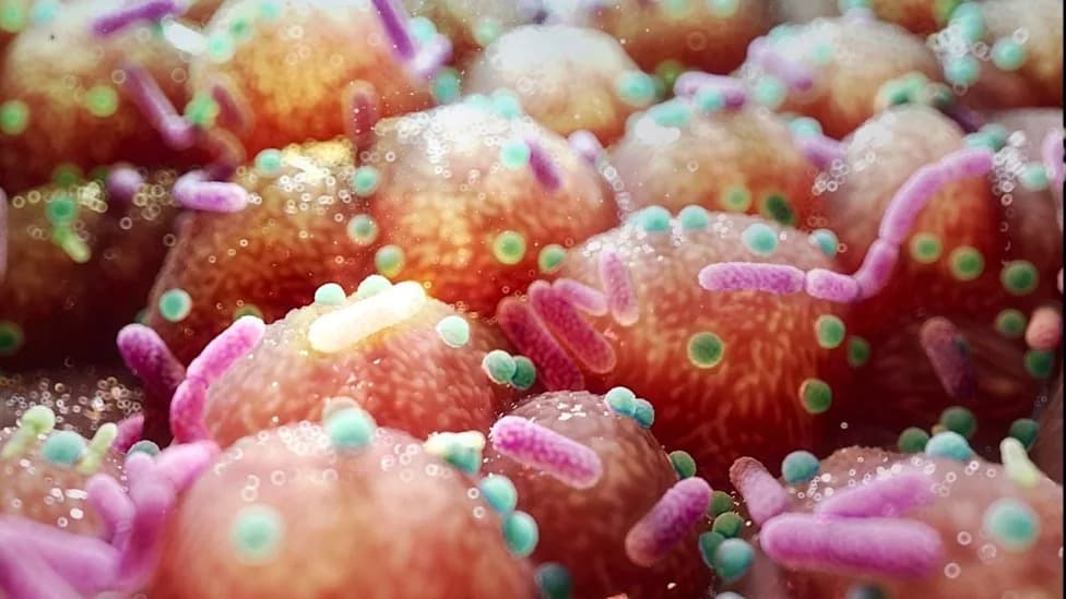 Gut Bacteria, B‑Vitamins and Parkinson’s: Simple Microbiome‑Based Treatment Strategies