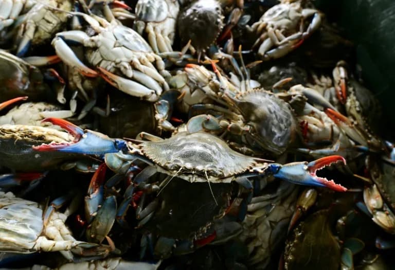 Octopuses vs. Invasive Blue Crabs: Italian Scientists Release 80,000 Hatchlings to Protect Clam Fisheries