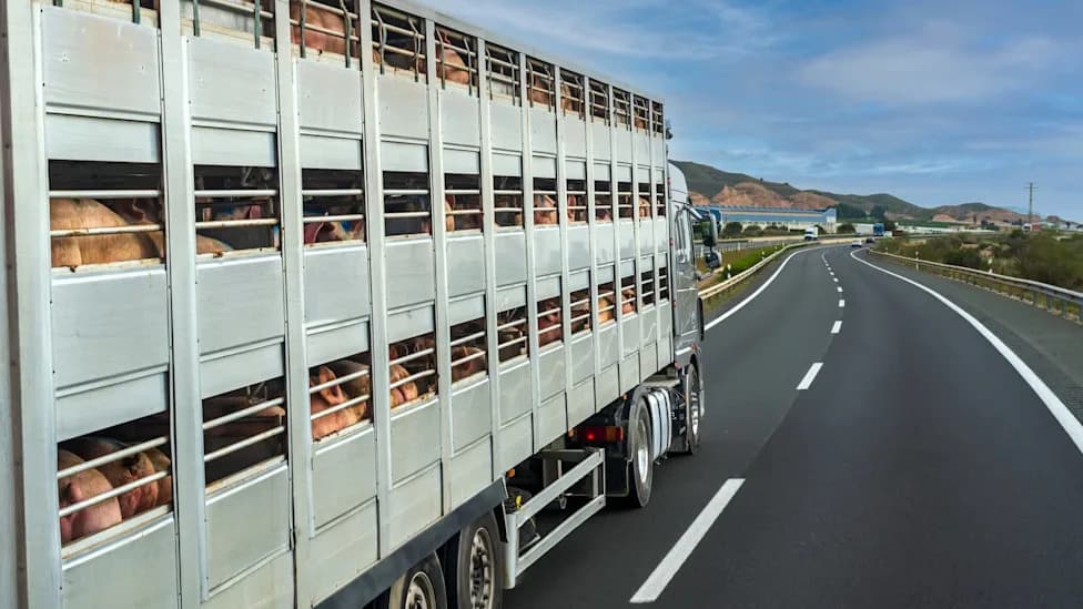 New Study: Feral Hogs Can Carry CWD Prions — 16 States Still Allow Live Hog Transport