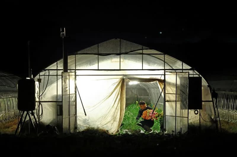 Night-Shift Farms: Japan’s Farmers Go Nocturnal as Deadly Heatwaves Intensify