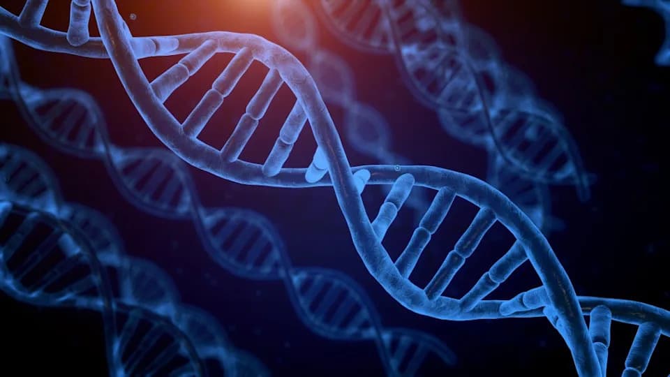 A Developmental Gene, Otp, Continues Controlling Stress, Metabolism and Fat Storage in Adults