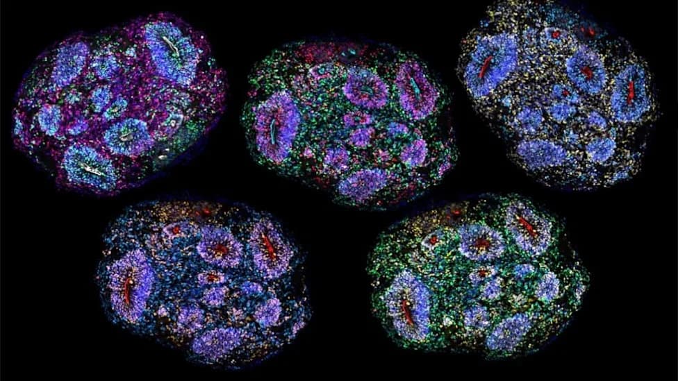 Scientists Grow Miniature Brain Organoids That 'Sense' and Remember Developmental Time