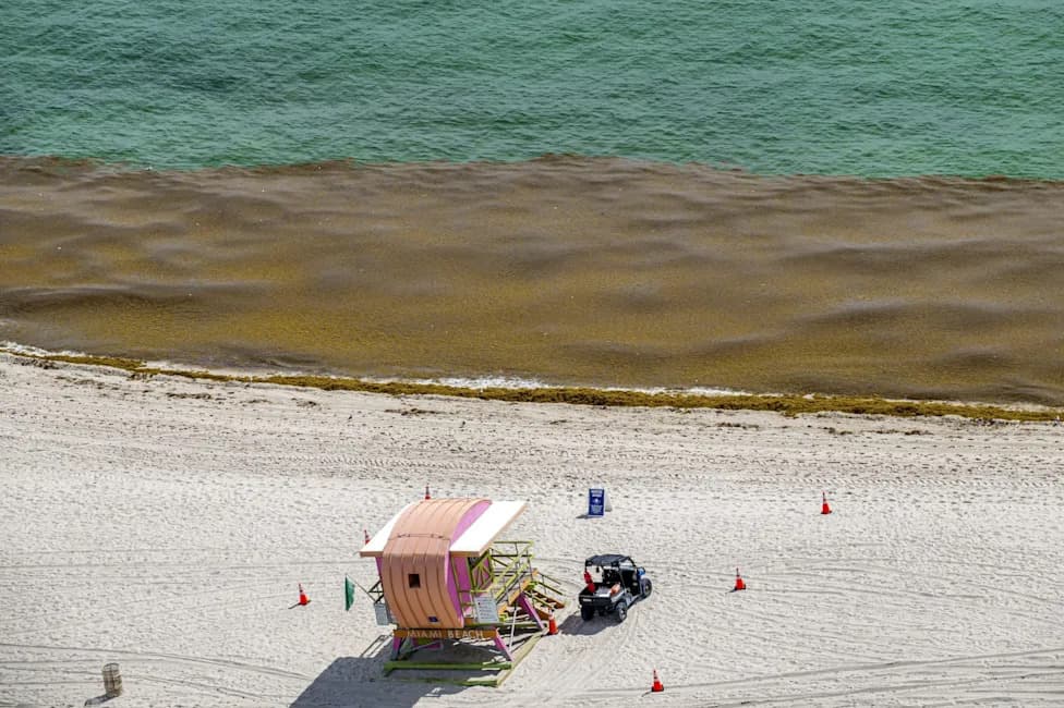 Miami Beaches Choked by Record Sargassum — Researchers Test Black Soldier Fly Recycling