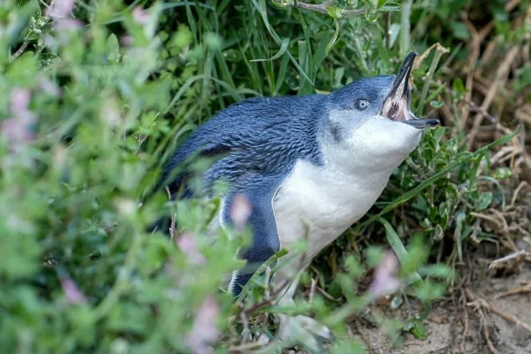 Australia Launches Unprecedented Campaign To Vaccinate Little Penguins Against H5N1