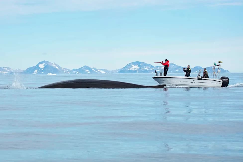 How Warming Waters Are Driving Massive Whale ‘Feeding Frenzies’ Off East Greenland