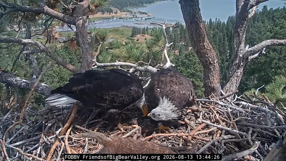 It's Official: Shadow the Bald Eagle's New Companion Is Named Kaydee