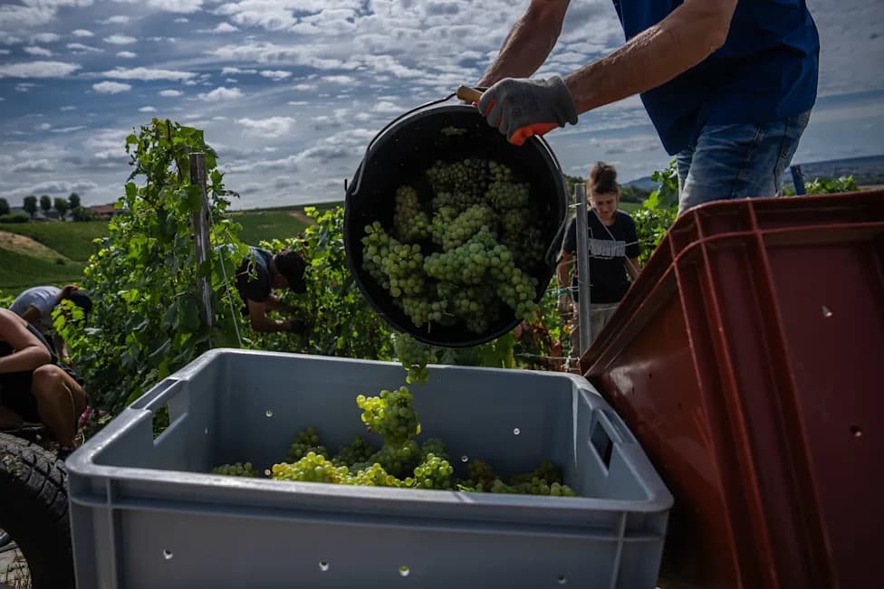 Champagne's Earliest Harvest on Record: Growers Rush to Protect Quality
