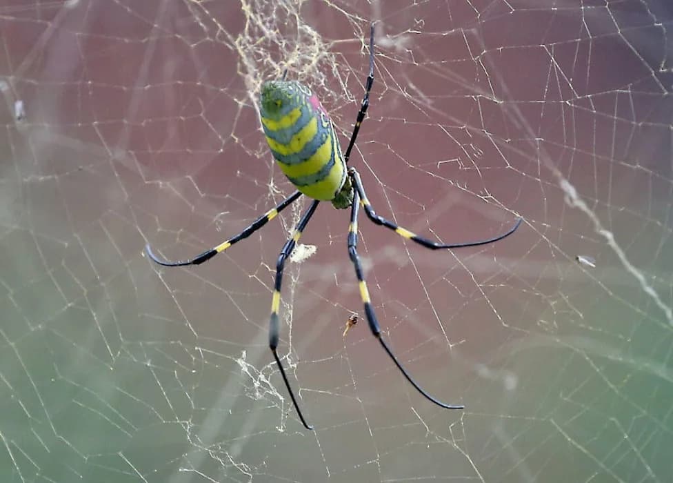 Spotted a Joro Spider? How To Identify, Report, and Stay Safe