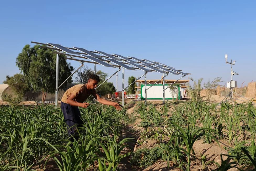 Agrivoltaics in Egypt: Solar Shade That Saves Water and Powers Farms