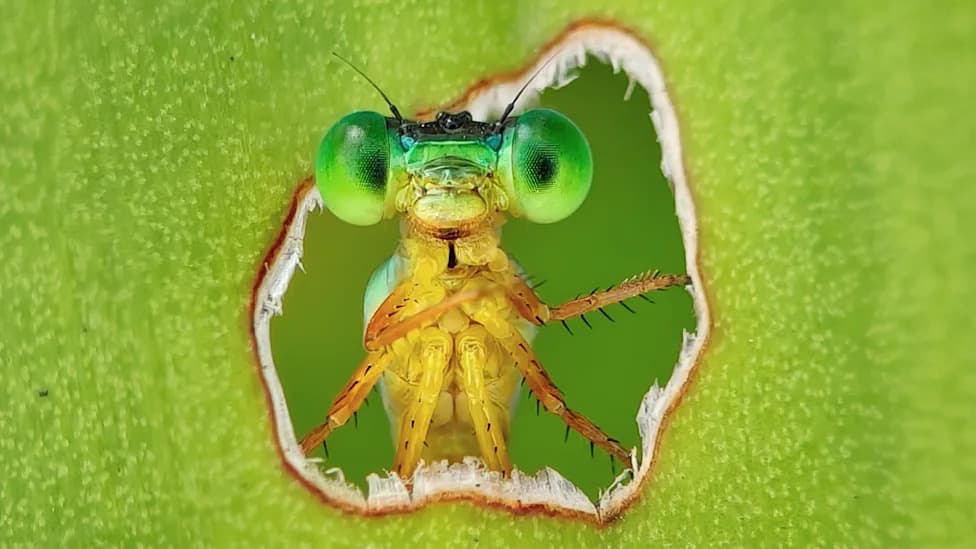11 Stunning Photos That Celebrate Earth's Biodiversity — And The Scientists Who Reveal It
