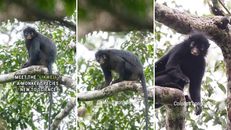 New Colobus Monkey, Colobus congoensis, Confirmed in DR Congo After 2008 Mystery Photo