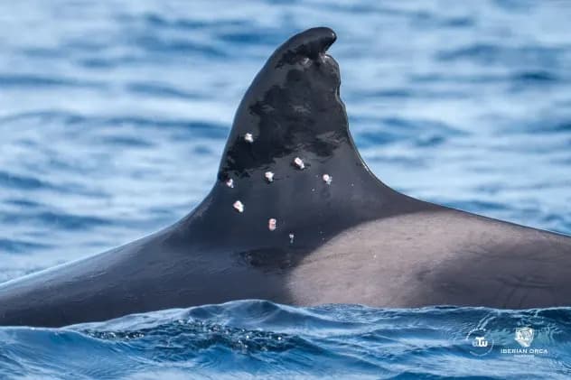 Oldest Iberian Orca "Toñi" Found With Suspected Shotgun Pellet Wounds Near Gibraltar