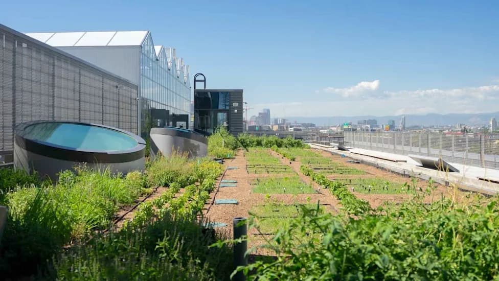 Rooftop Saffron Under Semi-Transparent Solar Panels Doubled Yields and Projected $60K+ in Five-Year Test