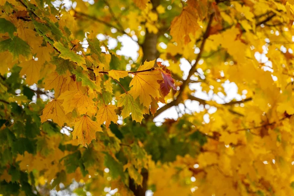 WWI Memorial Maples Spread Into Rock Creek Park, Reshaping Its Urban Forest