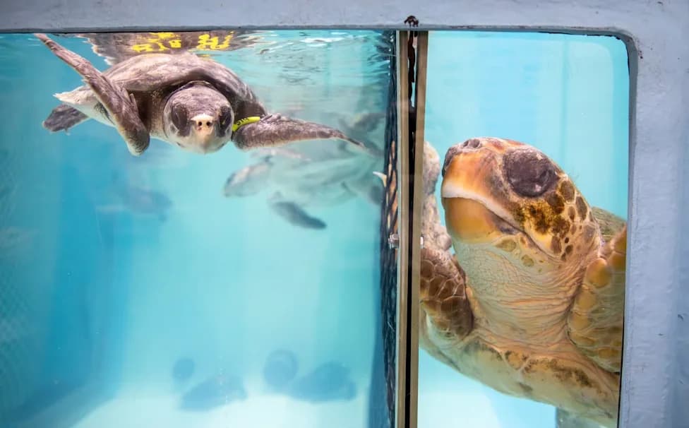 Cape Cod Rescue Network Rushes To Save 'Lucky' And Hundreds Of Cold‑Stunned Sea Turtles