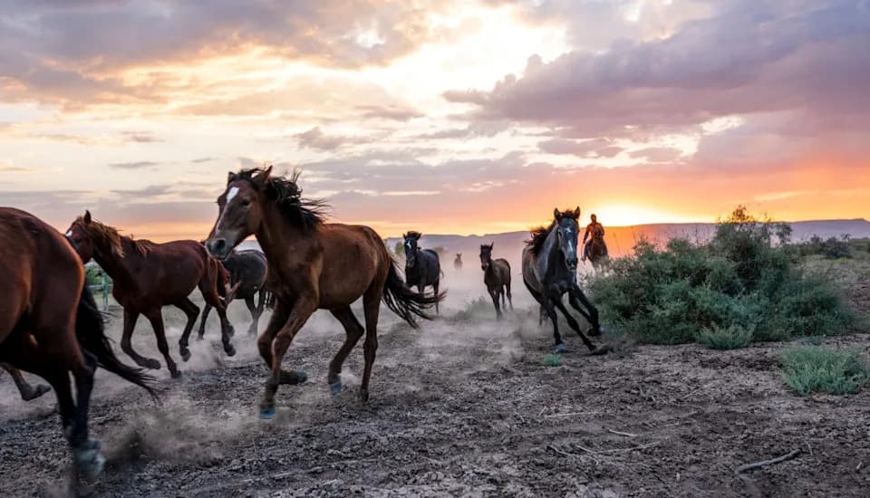 Map Shows Where America’s Wild Horses Roam as Federal Policy Shifts Under Trump Administration