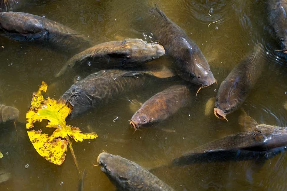 Invasive Silver Carp Detected 80 Miles From Lake Michigan, Threatening Great Lakes Fisheries