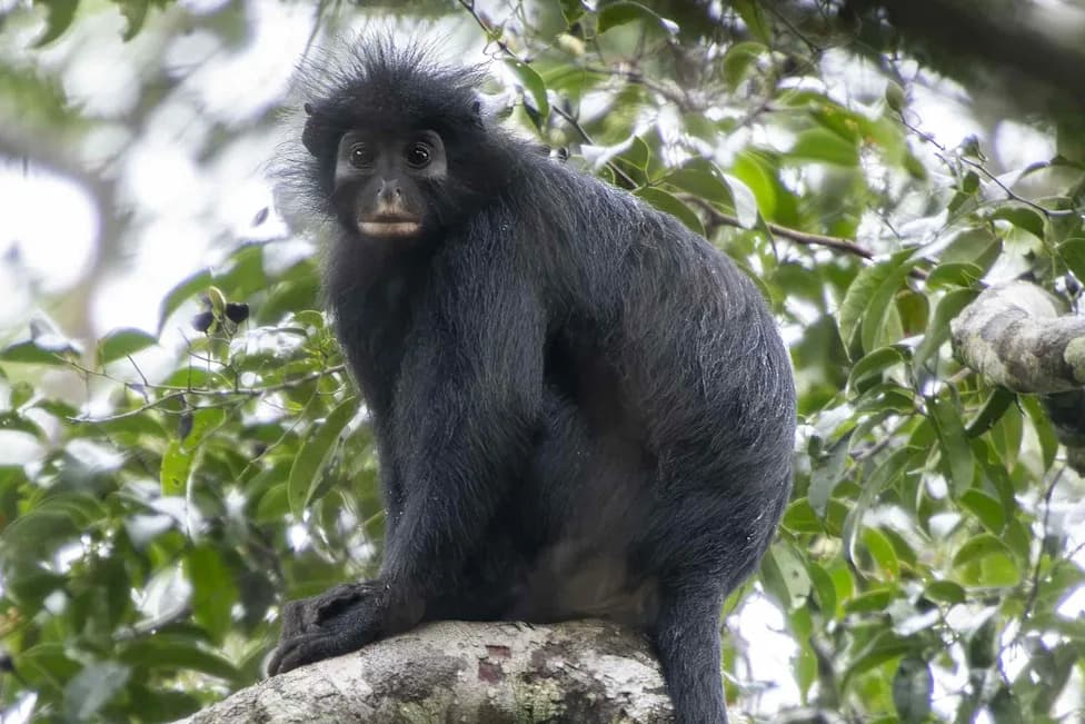 New Colobus Monkey Confirmed in Congo After Nearly 20 Years — 'Likweli' May Already Be Endangered