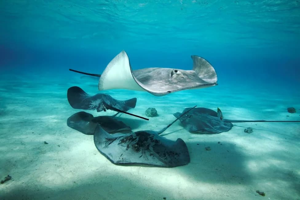 El Niño Drives Stingrays, Humpbacks and Hammerheads Closer To Southern California Beaches