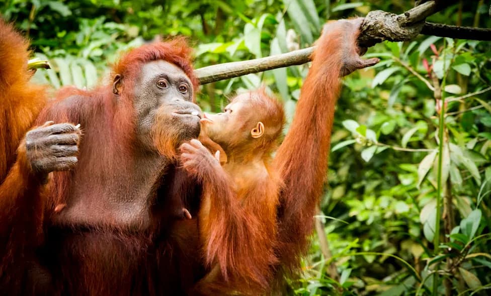 Rescued Sumatran Orangutans Are Giving Birth in Jantho — A New Wild Population Emerges