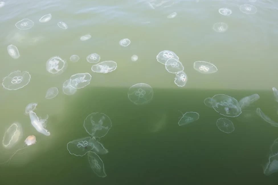 “It's Almost Guaranteed You'll Be Stung”: Jellyfish Swarms Keep Swimmers Off Delaware Beaches