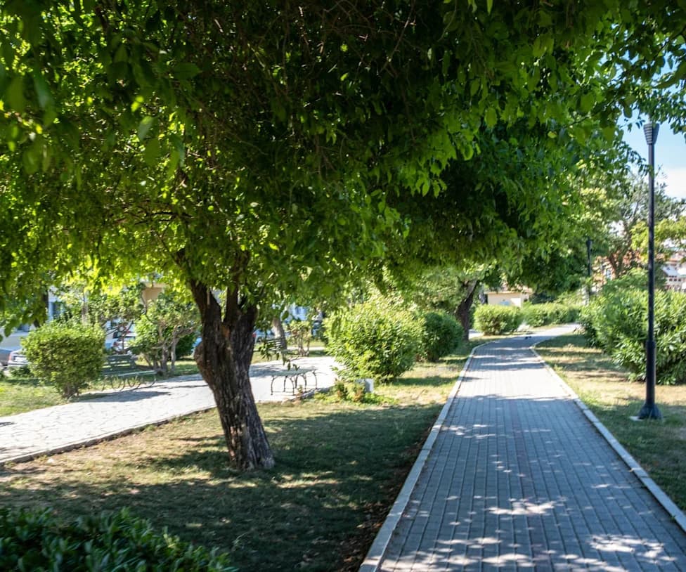 Heatwaves Can Turn City Trees Into Ozone Drivers — Study Urges Smarter Species Choices, Not Fewer Trees