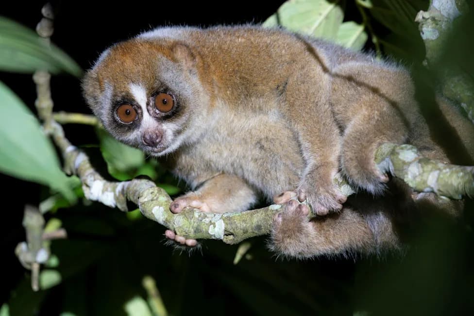 Endangered Sunda Slow Loris Rescued From Singapore Industrial Site, Rehabilitated and Released