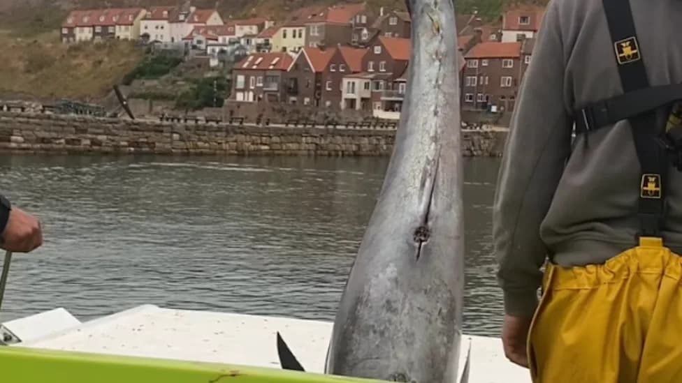 Giant Bluefin Tuna Return to Yorkshire After 60 Years — Two Caught Near Whitby as Researchers Tag the Comeback