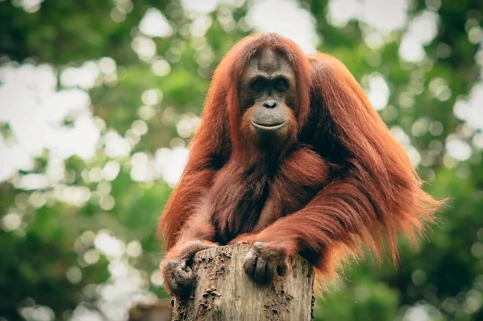 Fake Sabah Orangutan Photo Exposes How AI Wildlife Hoaxes Threaten People and Conservation